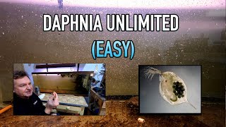 How I Raise Daphnia Water Fleas And You Can Too [upl. by Ariom]