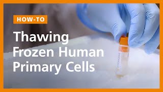 How to Thaw Frozen Human Primary Cells [upl. by Lemmor]