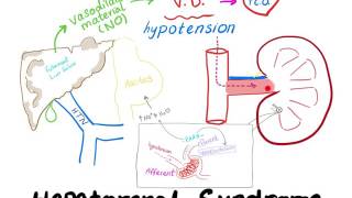 Hepatorenal Syndrome mechanism [upl. by Dustie]