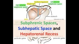 Subphrenic and Subhepatic Spaces and Hepatorenal Recess [upl. by Ayyidas24]