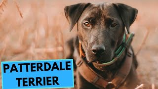 Patterdale Terrier  TOP 10 Interesting Facts [upl. by Ecital]