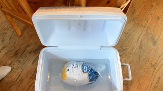 How to Quickly Thaw a Frozen Turkey [upl. by Fox151]