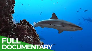 Underwater Volcanoes  Oases of the Sea  Free Documentary Nature [upl. by Elsworth]