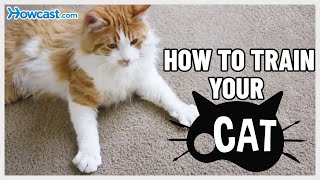 How to train your Cat [upl. by Rani]