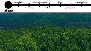 Gymnosperms LongDistance Pollination [upl. by Halpern]