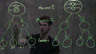 Genetics Nondisjunction amp Meiosis [upl. by Larrie258]