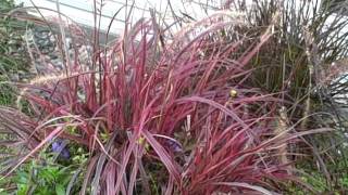 How To Grow Pennisetum Variegated Red Fountain Grass Fireworks DramaticIntense Color All Season [upl. by Hutson]