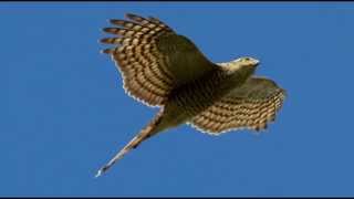 Sparrowhawk Bird Call Bird Song [upl. by Lleder]