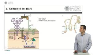 El Receptor de la Célula B BCR  925  UPV [upl. by Marolda]