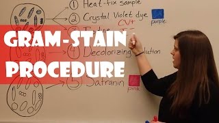 Gram Stain Procedure [upl. by Leva844]