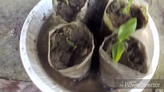 How to grow basella rubra from seed [upl. by Fae559]