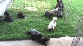 Cute Bouvier des Flandres puppies playing and bouncing [upl. by Ynatterb]