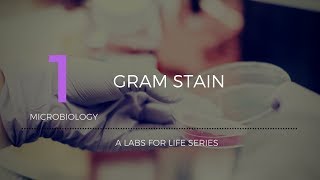 Gram Stain [upl. by Cone]