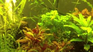 How To Trim Hygrophila Angustifolia [upl. by Anahsar399]