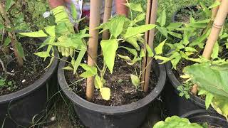 Planting Pole Beans in Containers [upl. by Edya]