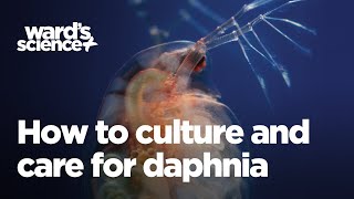 Caring and Culturing for Daphnia [upl. by Arabella167]