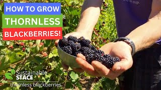 How to Grow Thornless Blackberries [upl. by Scully]