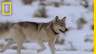 Wolf Hunting Tactics  National Geographic [upl. by Bodrogi997]