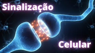 Sinalização celular – Fisiologia Humana [upl. by Sussman]