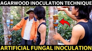 AGARWOOD INOCULATION TECHNIQUE  Agarwood Artificial Fungal Inoculation Method  Fungal Treatment [upl. by Trina638]