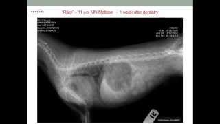 Tracheal Collapse in Dogs [upl. by Samuele418]