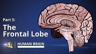 Frontal Lobe  Human Brain Series  Part 5 [upl. by Haman]