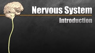 The Nervous System In 9 Minutes [upl. by Neeleuqcaj]