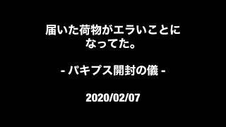 【Green】塊根植物 オペルクリカリア・パキプス、開封。Operculicarya pachypus VLOG [upl. by Anirbus]