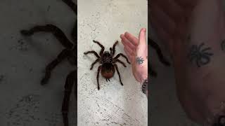 Largest spider in the world [upl. by Reta923]