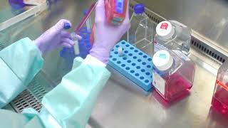 Thawing Cells Cell Culture Basics [upl. by Zenia]