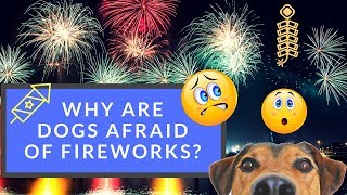 Why Are Dogs Afraid of Fireworks [upl. by Vladimir448]