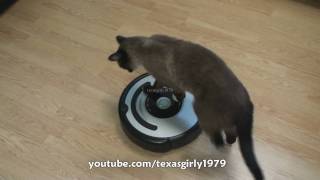 Cat shows HOW TO use iRobot Roomba Vacuum [upl. by Iz]