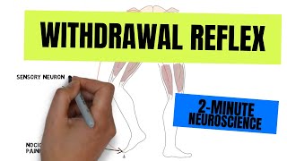 2Minute Neuroscience Withdrawal Reflex [upl. by Kulsrud698]