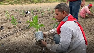 Procedimiento para trasplantar la maracuyá [upl. by Davin]