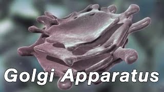 Golgi Apparatus [upl. by Naynek905]