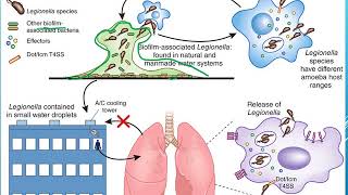 Legionella pneumophila [upl. by Ailliw]