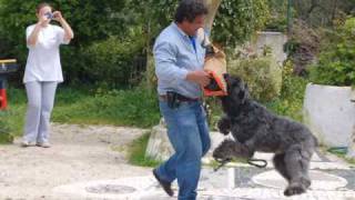 Nobel  quotThe Great Bouvier des Flandresquot [upl. by Bork]