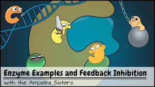 Enzyme Examples CofactorsCoenzymes Inhibitors and Feedback Inhibition [upl. by Essilec]