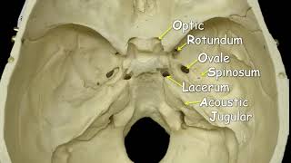 Cranial Foramina  Mnemonic Phrase [upl. by Aihsitan]