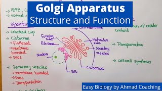 Golgi Apparatus Structure and Function  Easy Biology Lesson in English [upl. by Cerelia]