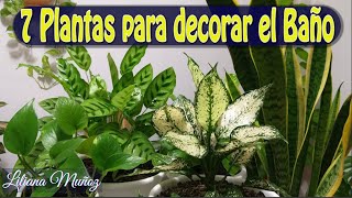 7 PLANTAS PARA DECORAR EL BAÑO  Liliana Muñoz [upl. by Py258]