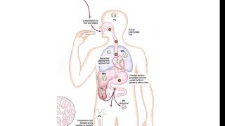 Echinococcus granulosus lecture [upl. by Drolet]