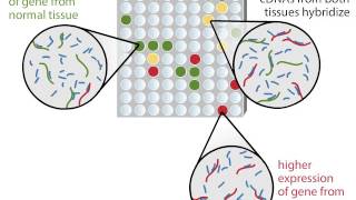 DNA Microarray [upl. by Gerc931]