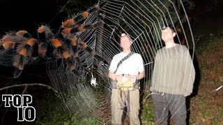 Top 10 Biggest Spiders In The World [upl. by Claman]