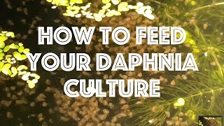 How To Feed Your Daphnia Culture [upl. by Grayson441]