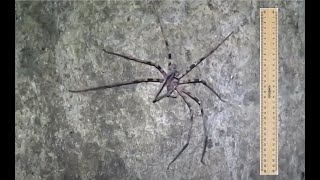 Giant Huntsman Spider Heteropoda maxima [upl. by Elconin]