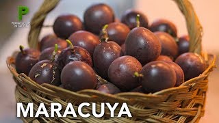 Cultivo de Maracuya en el huerto ecológico  Permacultura en Galicia [upl. by Caddaric296]