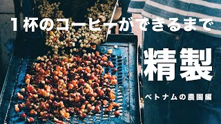 １杯のコーヒーができるまで、コーヒーを皮むきして発酵させて乾かす精製工程を紹介 [upl. by Eteragram]