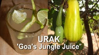 Urrak  Goas Jungle Juice  Goan Summer Drink  Goan Cocktail  Cooking Addiction Goa [upl. by Atnicaj740]