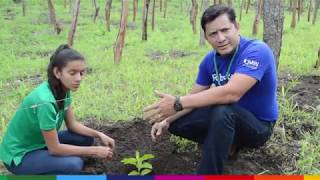 Proceso de plantación de Maracuyá [upl. by Annovahs]